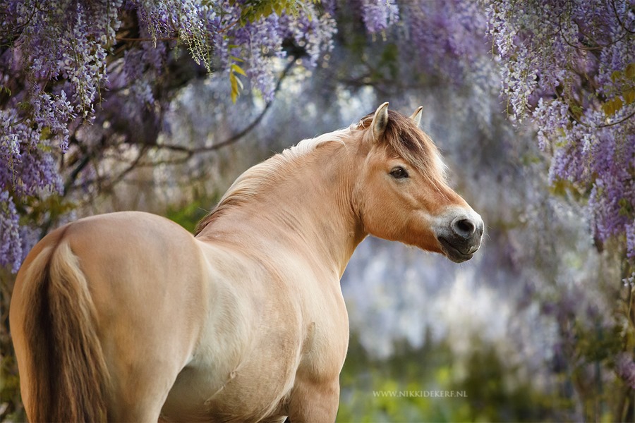 @Nikki de Kerf - Equine Photography